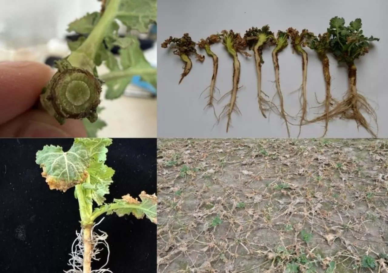 Ratować rzepak czy likwidować plantację? Kiedy uprawa się jeszcze opłaca