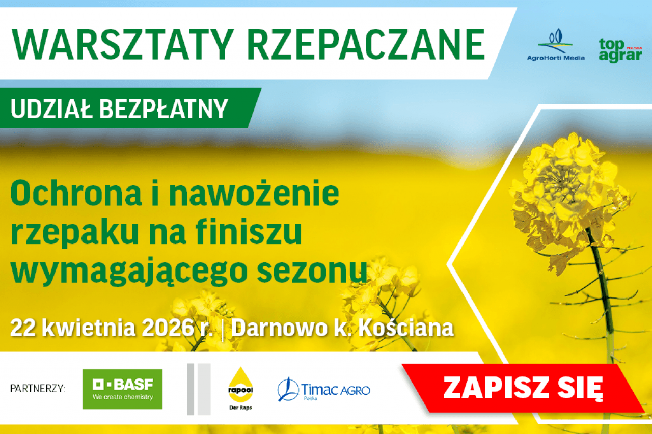 Trudny start wegetacji dla rzepaku. Jak dalej prowadzić łan?