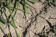 Nierozpuszczone granule nawozu azotowego.