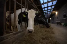 Czy można przekazać zwierzęta w gospodarstwie rolnym bez podatku VAT – zwłaszcza najbliższej rodzinie? To pytanie zadaje sobie wielu rolników korzystających z unijnych dotacji i będących na VAT. 