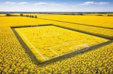 Boisko piłkarskie z rzepakową murawą