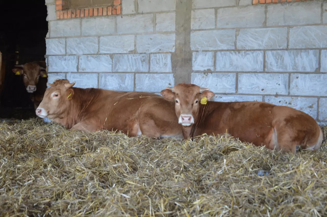 hodowla bydła mięsnego, wiata dla opasów, mamki, cielęta