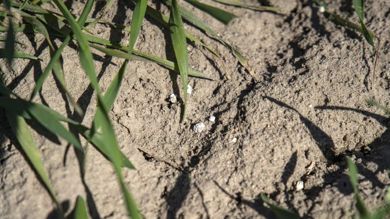 Nierozpuszczone granule nawozu azotowego.