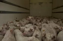 sprzedaż tuczników, świnie