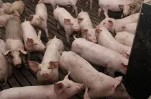 2025 rok przyniósł wyraźne pogorszenie sytuacji na rynku trzody chlewnej