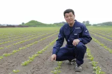 Japoński rolnik na polu młodych upraw hokkaido – klęczy między równymi rzędami upraw i ocenia ich wzrost.