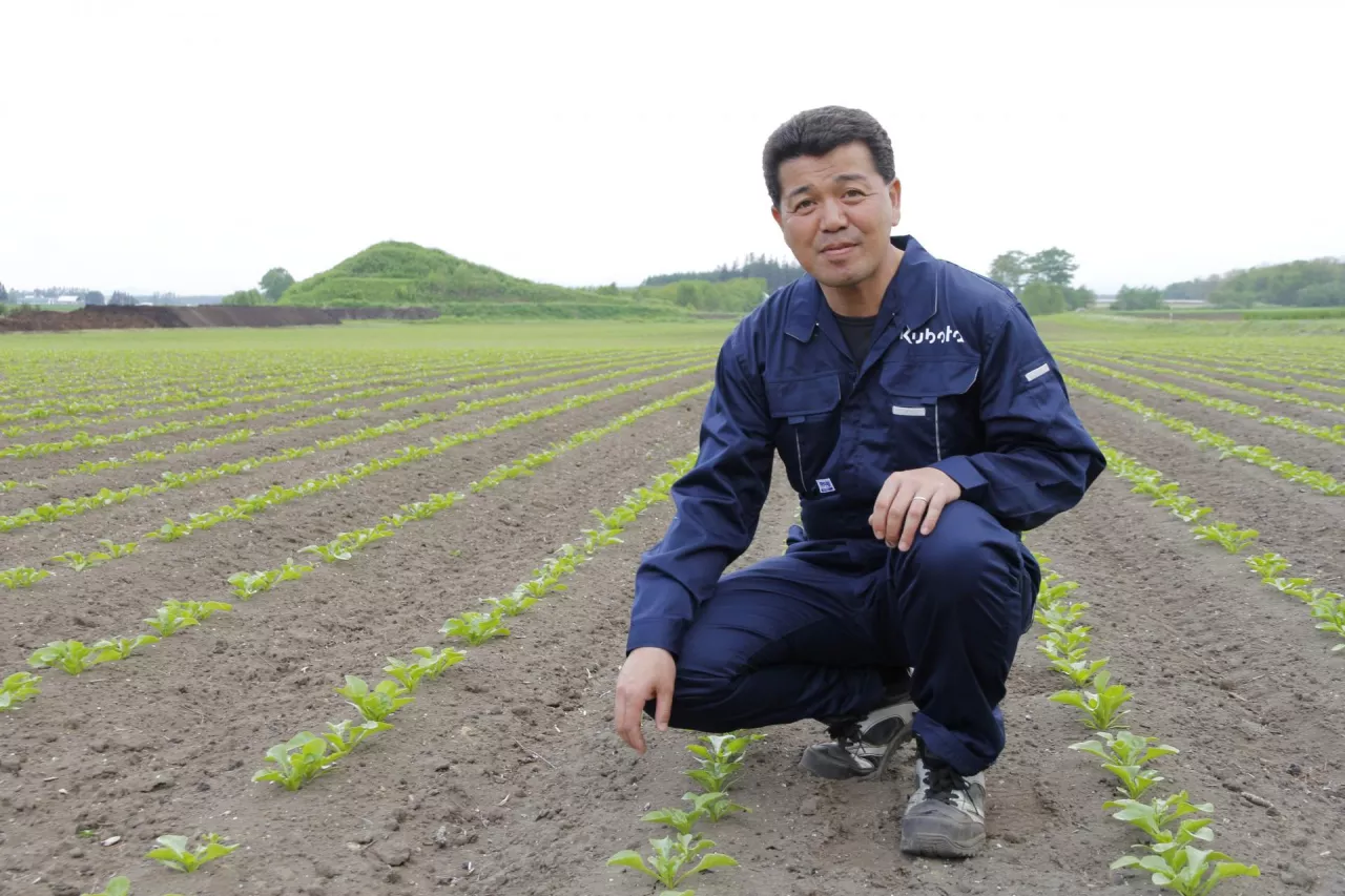 Japoński rolnik na polu młodych upraw hokkaido – klęczy między równymi rzędami upraw i ocenia ich wzrost.