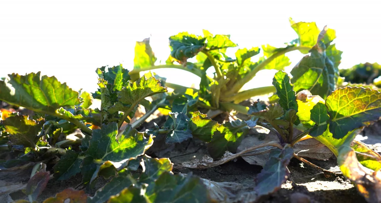 Lepiej późno niż wcale. Początek kwietnia to już nieco spóźniony czas na drugą dawkę azotu w rzepaku. Najlepiej jest ją stosować w 10 dni po pierwszej startowej, czyli w połowie marca, tuż przed wybijaniem pędu głównego 