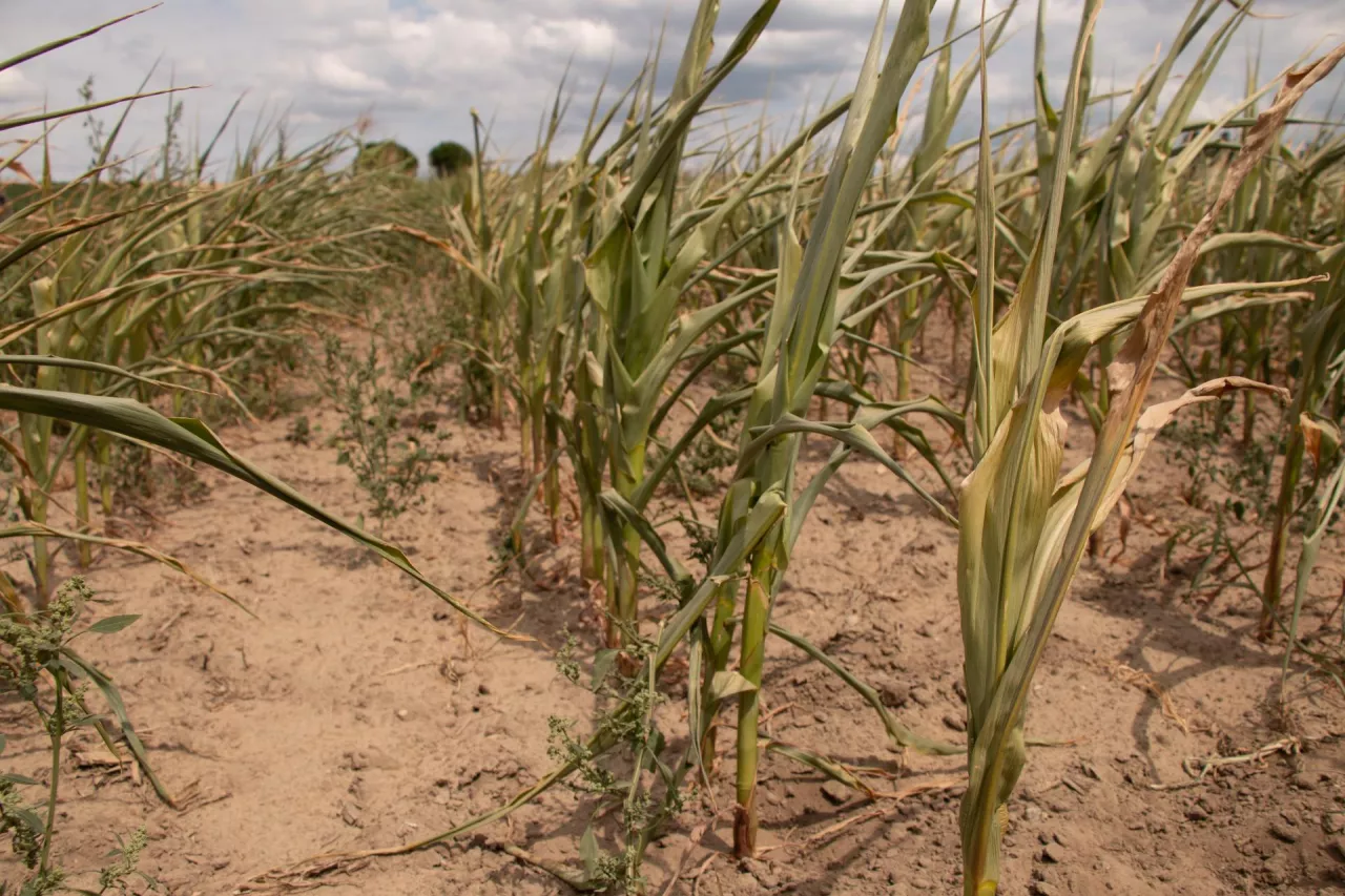 wobec zmian klimatu i rosnącej liczby nieprzewidywalnych anomalii pogodowych warto rozważyć szerszy zakres ochrony niż tylko ryzyka dotowane.