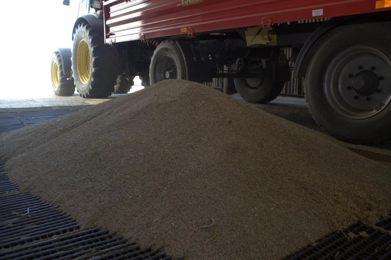 Zboże na koszu zasypowym