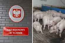 Rolnik pozwany za świnie