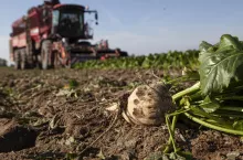 Buraki, buraki cukrowe, ochrona buraka cukrowego