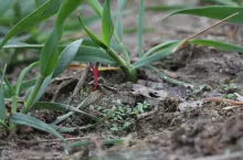 Chwasty kiełkujące w zbożu