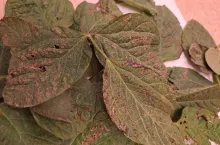 Purpurowoczerwone cętkowanie liści charakterystyczne dla C. kikuchii