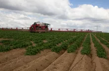 Nawożenie ziemniaka r.sm.-em