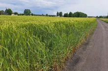 Ograniczenie dotyczące minimalnej powierzchni 0,3 ha nie ma zastosowania do działek wydzielanych pod drogi wewnętrzne