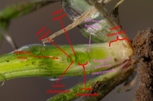 Rozwój źdźbła zboża podczas fazy strzelania w źdźbło BBCH 30