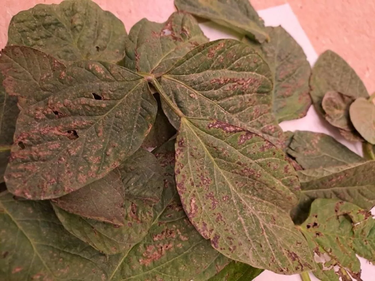 Purpurowoczerwone cętkowanie liści charakterystyczne dla C. kikuchii