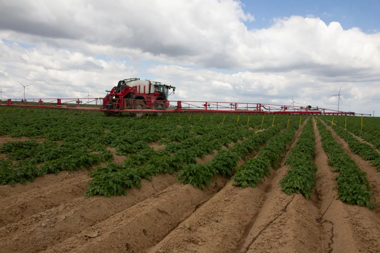 Nawożenie ziemniaka r.sm.-em