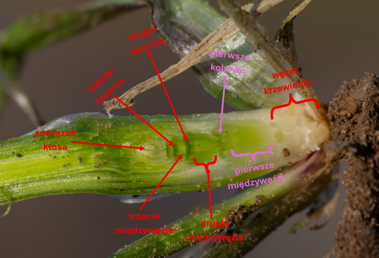 Rozwój źdźbła zboża podczas fazy strzelania w źdźbło BBCH 30