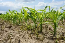 Wtórne wschody są charakterystyczne dla wszystkich chwastów ciepłolubnych, a chwastnicy jednostronnej w szczególności. Przy spodziewanych problemach warto od razu założyć zabiegi sekwencyjne. Przy pierwszym zabiegu wcześnie nalistnym celujemy w masowe wschody komosy. Przy zabiegu drugim mierzymy w masowe wschody chwastów prosowatych, w szczególności chwastnicy jednostronnej, jak na załączonym obrazku