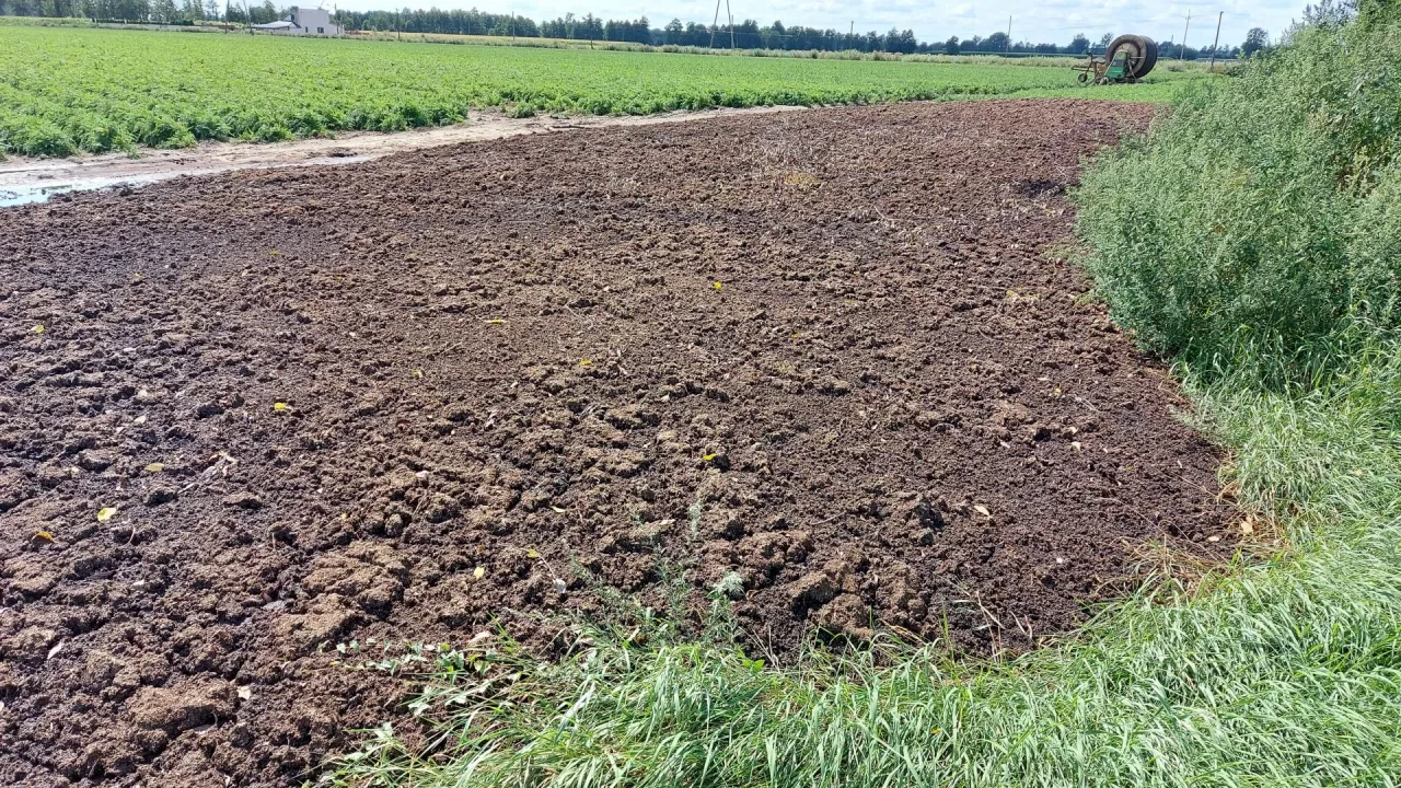 pomiot kurzy, cena pomiotu, tona pomiotu, kurzeniec