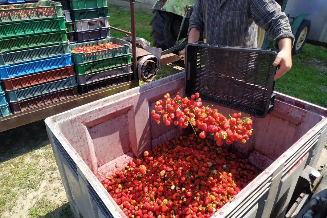 Zbiór truskawek – owoce trafiają do dużego pojemnika, obok widoczne skrzynki z plonem przygotowane do transportu.