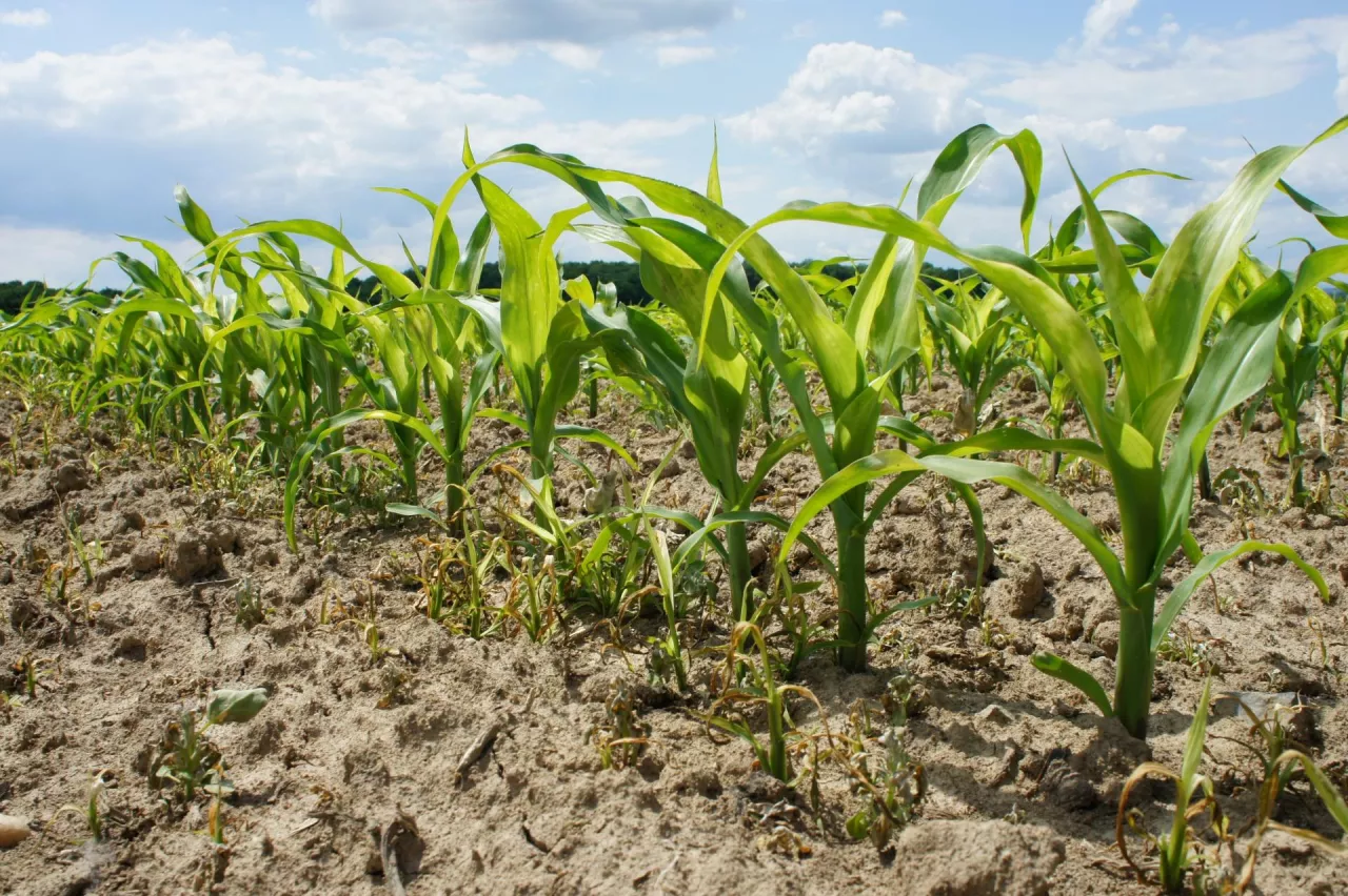 Wtórne wschody są charakterystyczne dla wszystkich chwastów ciepłolubnych, a chwastnicy jednostronnej w szczególności. Przy spodziewanych problemach warto od razu założyć zabiegi sekwencyjne. Przy pierwszym zabiegu wcześnie nalistnym celujemy w masowe wschody komosy. Przy zabiegu drugim mierzymy w masowe wschody chwastów prosowatych, w szczególności chwastnicy jednostronnej, jak na załączonym obrazku