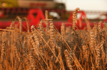 pszenica, żniwa, kłosy