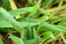 zabieg t1, pszenica, zabieg fungicydowy