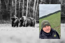 Żubr przez lata był historią sukcesu polskiej ochrony przyrody. Dziś jednak w rejonie Puszczy Białowieskiej coraz częściej staje się symbolem problemu, którego nikt nie chce rozwiązać. 