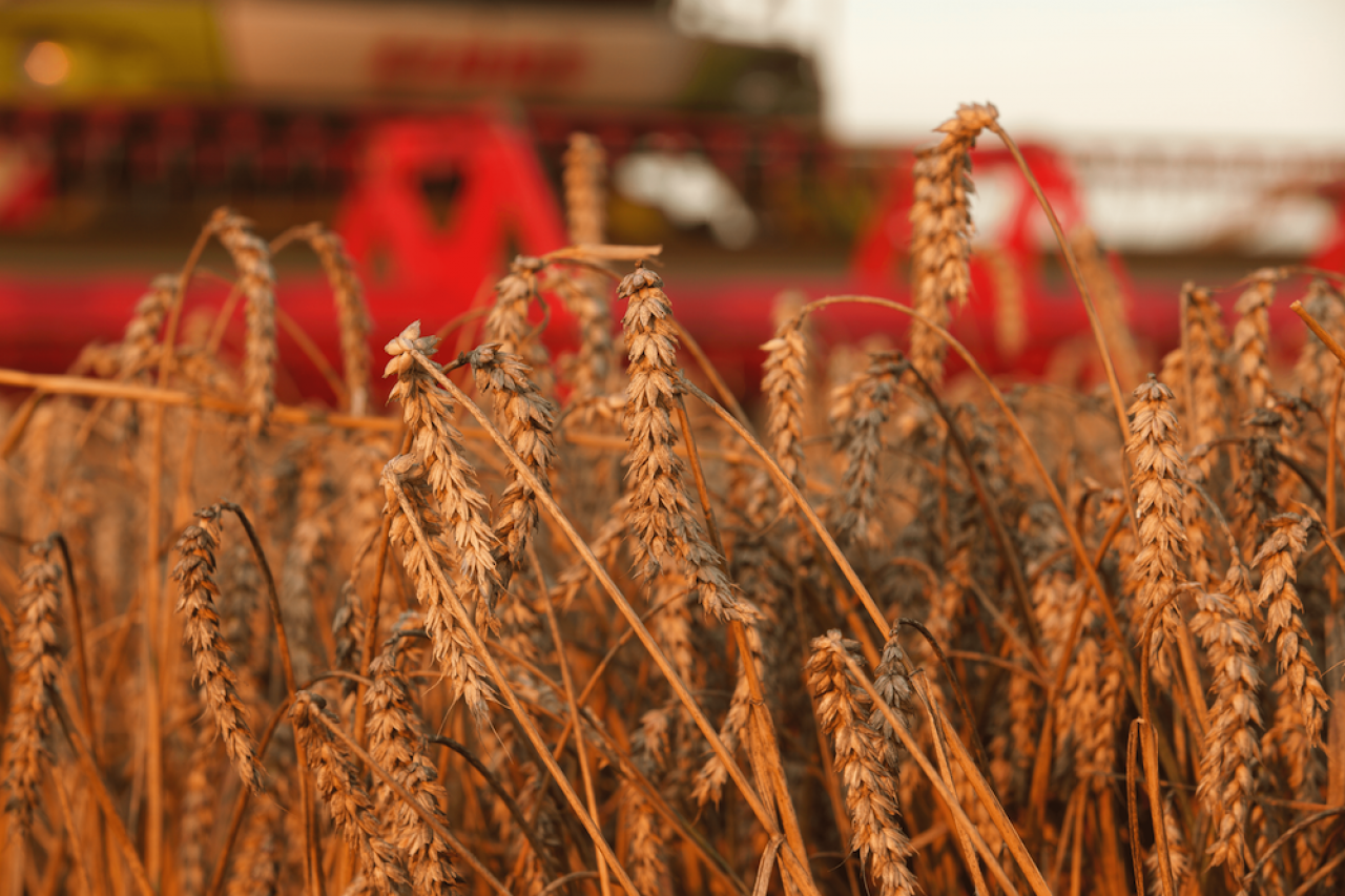 pszenica, żniwa, kłosy