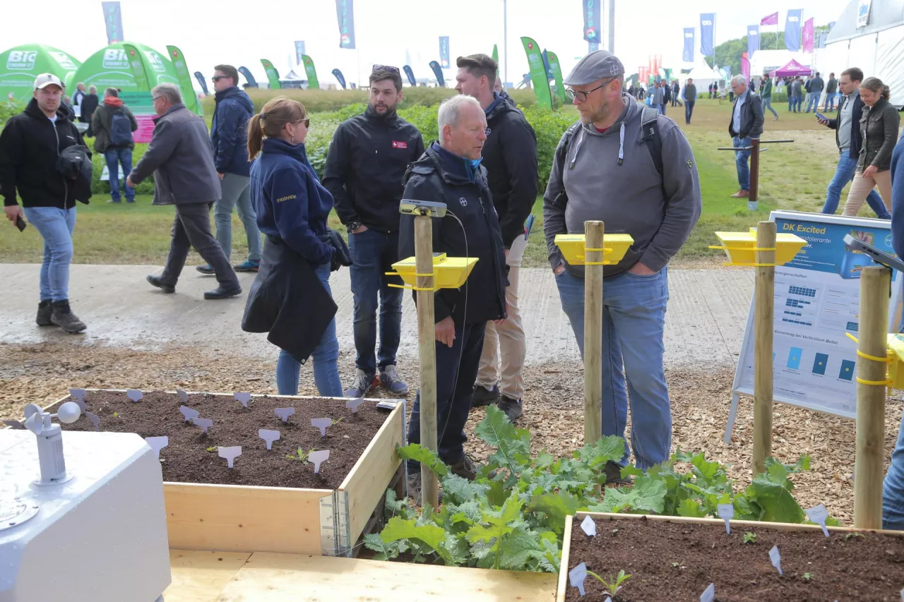 Rolnicy oglądający odmiany zbóż na dniach pola