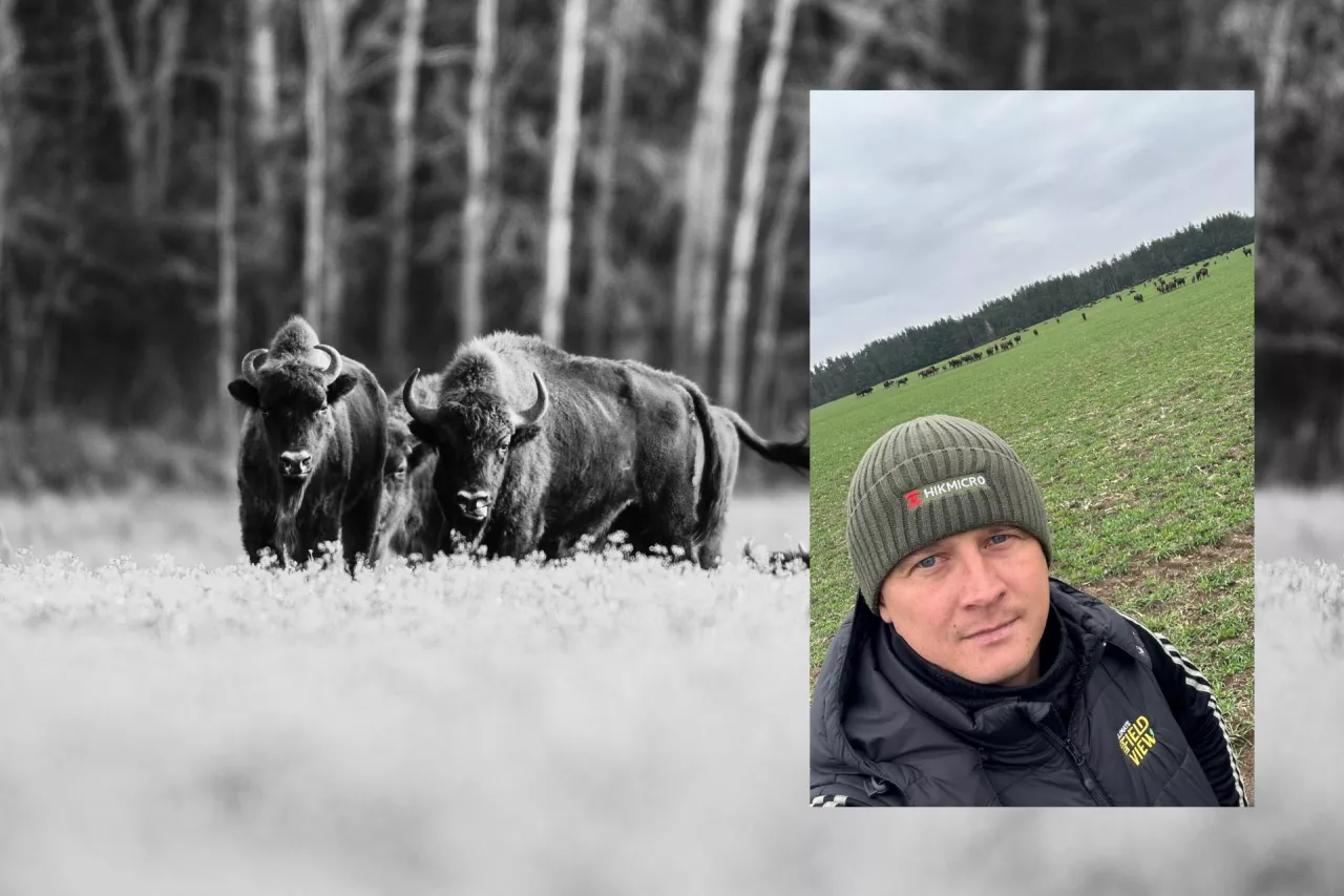 Żubr przez lata był historią sukcesu polskiej ochrony przyrody. Dziś jednak w rejonie Puszczy Białowieskiej coraz częściej staje się symbolem problemu, którego nikt nie chce rozwiązać. 