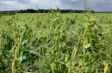 groch, szacowanie strat, uprawa grochu, straty, ubezpieczenie uprawy