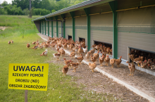 Tablica informująca o obszarze zagrożony rzekomym pomorem drobiu, w tle widać kurnik i kury na wolnym wybiegu wychodzące z budynku. Symboliczny widok ogniska choroby