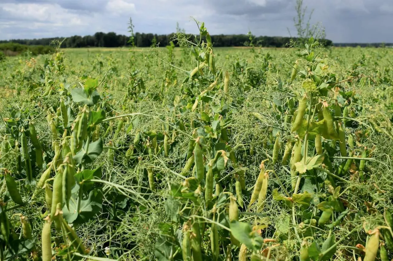 groch, szacowanie strat, uprawa grochu, straty, ubezpieczenie uprawy