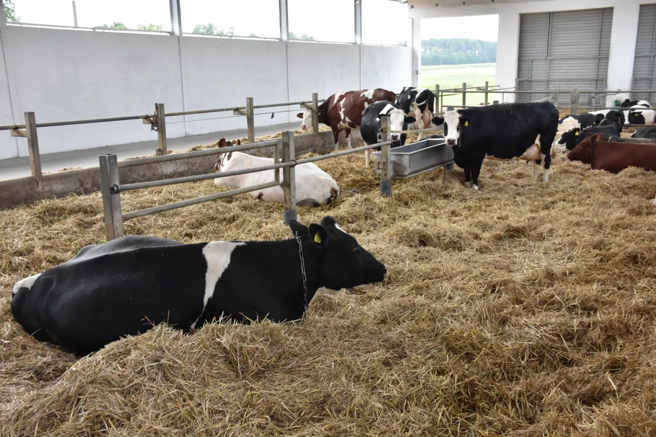 Krowy mleczne na głębokiej ściółce