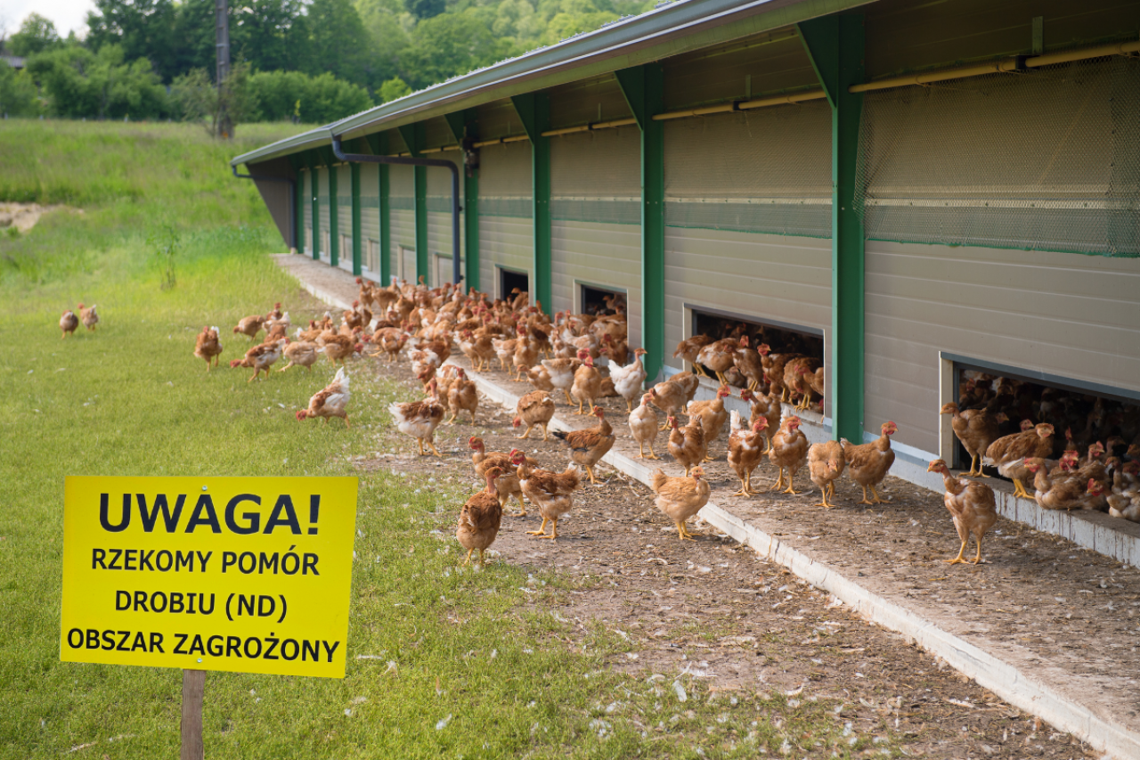 Tablica informująca o obszarze zagrożony rzekomym pomorem drobiu, w tle widać kurnik i kury na wolnym wybiegu wychodzące z budynku. Symboliczny widok ogniska choroby