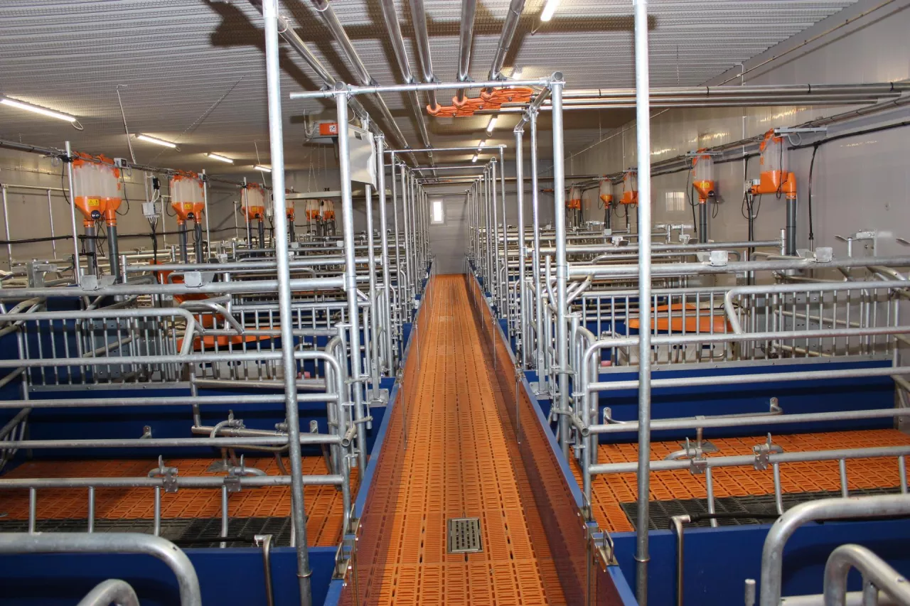 W porodówce ścianki pomiędzy kojcami do wysokości 50 cm są pełne, a powyżej ażurowe, aby umożliwić lochom kontakt wzrokowy oraz lepszą wentylację.