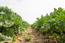 Plantacja rzepaku w fazie BBCH 39/50