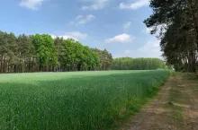 Zielone pole zboża przy lesie, wzdłuż którego biegnie polna droga.