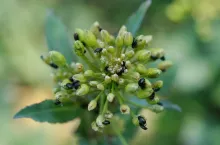 Słodyszek rzepakowy, rzepak, szkodniki rzepaku