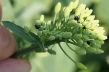 słodyszek rzepakowy