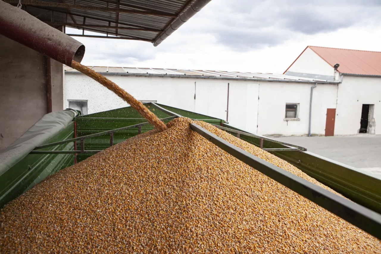 Ziarno spływające z silosu lejowego do przyczepy rolniczej dla dalszego transportu