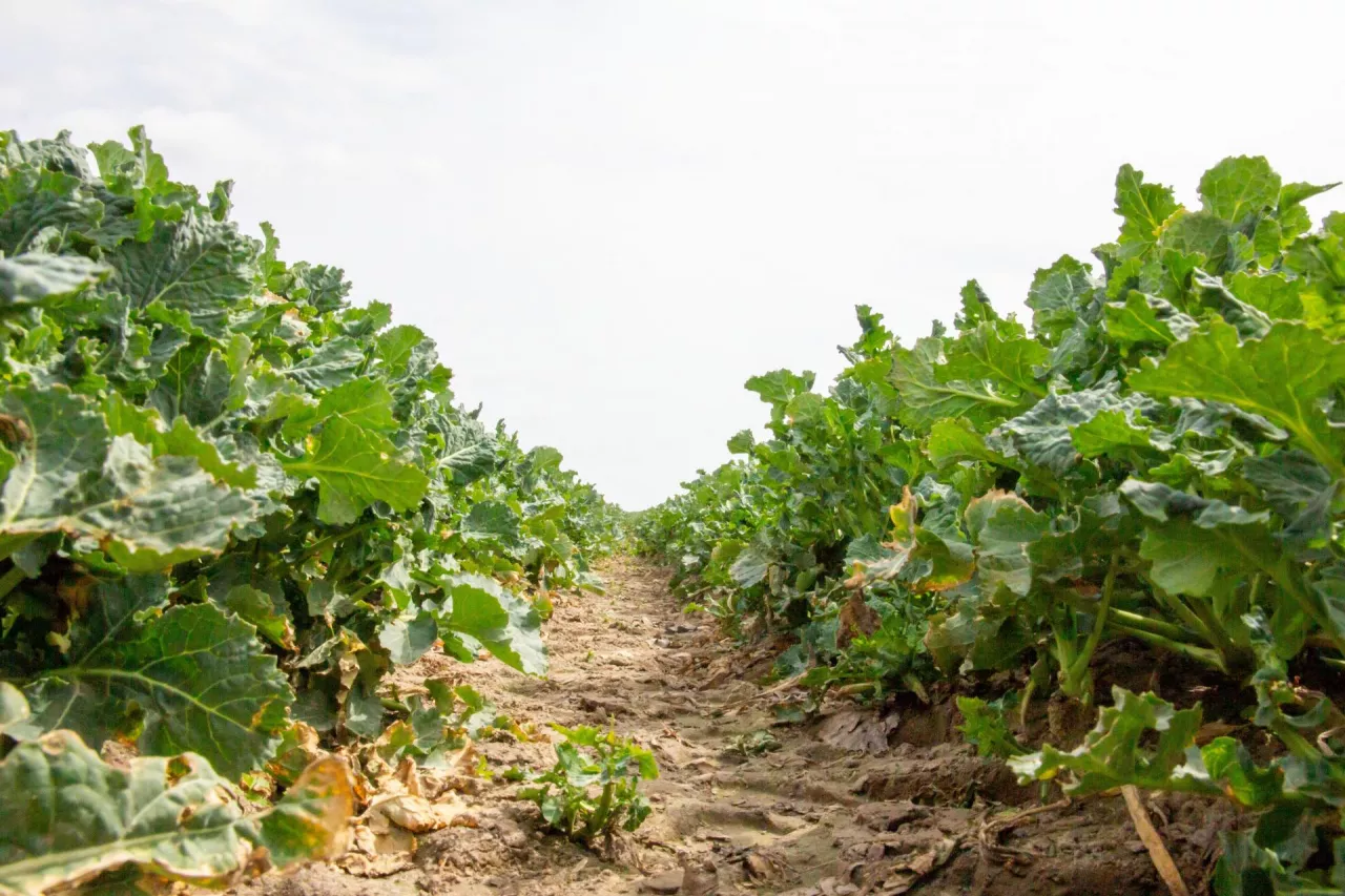 Plantacja rzepaku w fazie BBCH 39/50