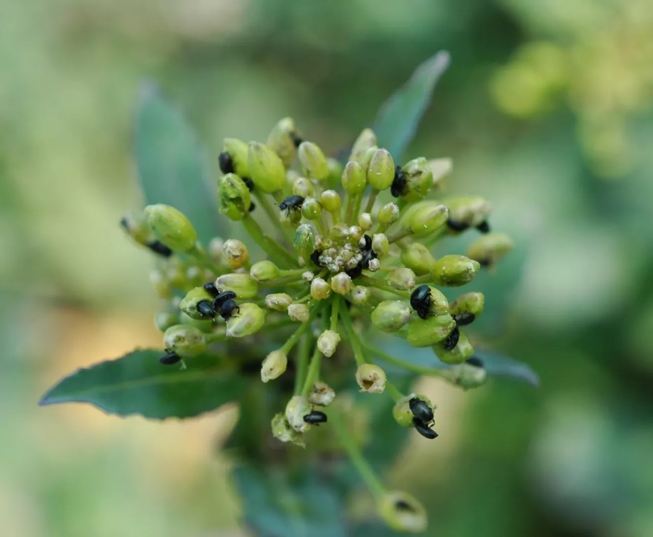 Słodyszek rzepakowy, rzepak, szkodniki rzepaku