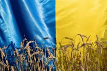Ukrainian yellow-blue flag, illuminated by sunlight, ears of wheat, shadows from spikelets. selective focus. Stop war in Ukraine. agricultural country symbol. Independence Day. Grain export