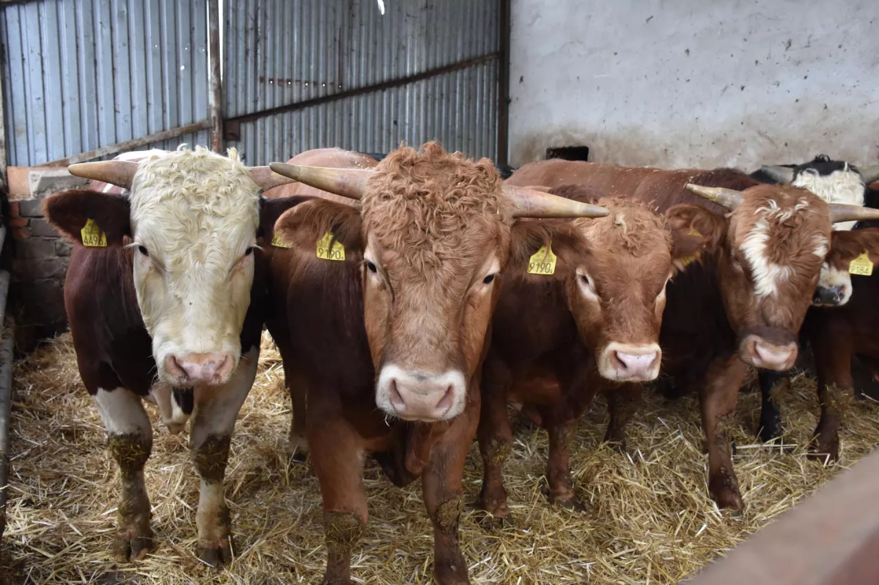 Byki opasowe rasy limousine oraz mieszańce z rasą simental