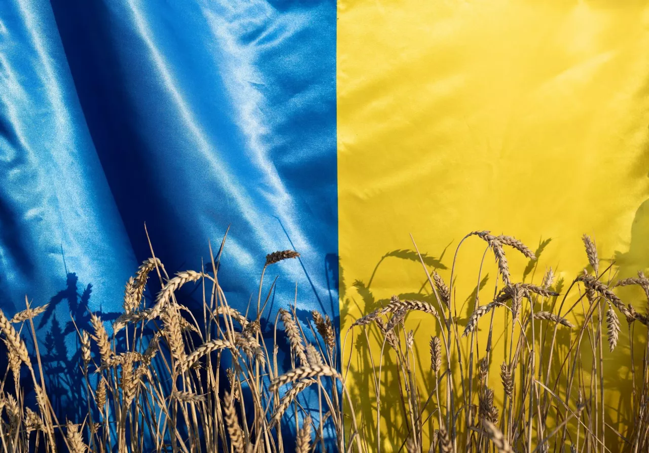 Ukrainian yellow-blue flag, illuminated by sunlight, ears of wheat, shadows from spikelets. selective focus. Stop war in Ukraine. agricultural country symbol. Independence Day. Grain export